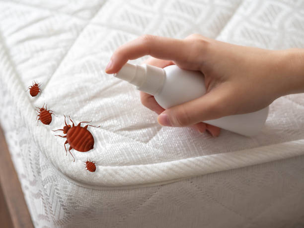 Best Bed Bug Extermination  in Leadwood, MO