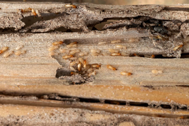 Best Termite Control Services  in Leadwood, MO