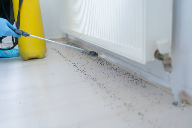 Best Pest Control for Restaurants  in Leadwood, MO